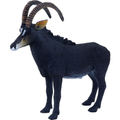 Giant Sable Antelope