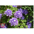 Clematis 'Multi Blue' Flowering Climbing Plant - Double Blooms, 1 or 3 Pots | Wowcher