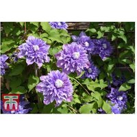 Clematis 'Multi Blue' Flowering Climbing Plant - Double Blooms, 1 or 3 Pots | Wowcher