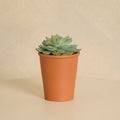 Organic Succulent with Pot