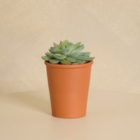 Organic Succulent with Pot