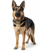 Legion Spiked Collar for German Shepherd - S