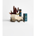 Sleep Essential Oil Blend 10ml