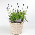 Topfpflanze Lavendel