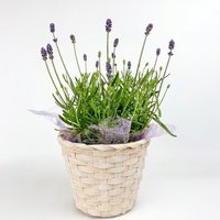 Topfpflanze Lavendel