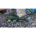 L128 Blue Phantom Pleco - Ancistrinae Hemiancistrus
