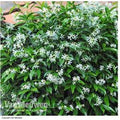 Star Jasmine (Trachelospermum jasminoides) Evergreen Flowering Climber - 9cm Pot | Wowcher