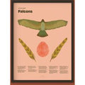 Falcon Fun Facts Print