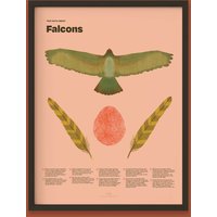Falcon Fun Facts Print