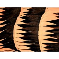Deadstock Embroidered Sheer Chiffon Fabric Black & Orange