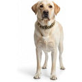 Rebel Skulls Studded Collar for Golden Retriever - S