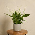 Peace Lily with Pot