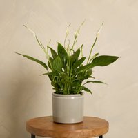 Peace Lily with Pot