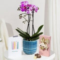 Phalaenopsis Birthday Gift
