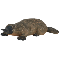 Duck Billed Platypus