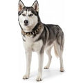 Legion Spiked Collar for Husky - L
