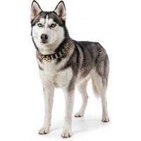 Legion Spiked Collar for Husky - L