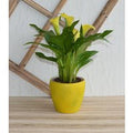 gelbe Calla