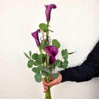 "Calla de luxe"