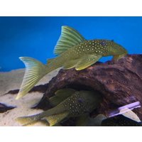 L200 Green Phantom Pleco - Hemiancistrus Subviridis