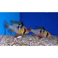 German Ram Cichlid - Mikrogeophagus Ramirezi