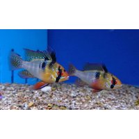 German Ram Cichlid - Mikrogeophagus Ramirezi
