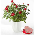 Royal Red Rose - Heart Shaped Chocolate + Fluted Ceramic - FedEx