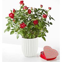 Royal Red Rose - Heart Shaped Chocolate + Fluted Ceramic - FedEx