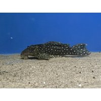 L30 Peppermint Pleco - Spectracanthicus Punctatissimus