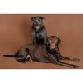 Pet Photoshoot with Time Lock Photography | Wowcher