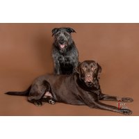 Pet Photoshoot with Time Lock Photography | Wowcher
