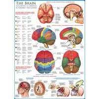 Eurographics Puzzle Das menschliche Gehirn  - 1000 Teile
