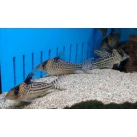 Incolicana Cory C001