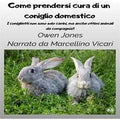 Come Prendersi Cura Di Un Coniglio Domestico