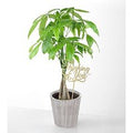 Thinking of you Money Tree - Money Tree with Pick - FedEx