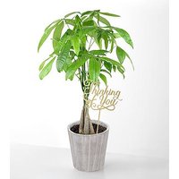 Thinking of you Money Tree - Money Tree with Pick - FedEx