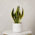 Snake Plant with Pot