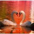 Swans