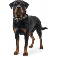 Warlord Studded Collar for Rottweiler - S