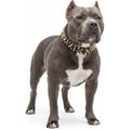 Rebel Skulls Studded Collar for American Bully - L