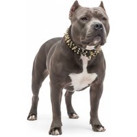 Rebel Skulls Studded Collar for American Bully - L