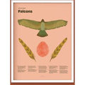 Falcon Fun Facts Print