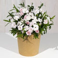 White Carnation Plant