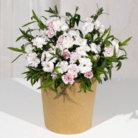 White Carnation Plant