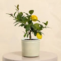 Mini Lemon Tree with Pot