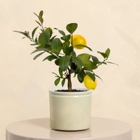 Mini Lemon Tree with Pot