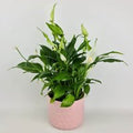 Topfpflanze Spathiphyllum