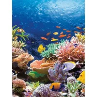 Jigsaw Puzzle - 1000 Pieces - Coral Reef