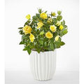 Sunshine Yellow Rose Plant - Fluted Ceramic Container - FedEx