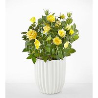 Sunshine Yellow Rose Plant - Fluted Ceramic Container - FedEx